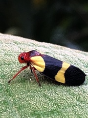 Choconta comitata