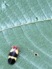 Choconta comitata