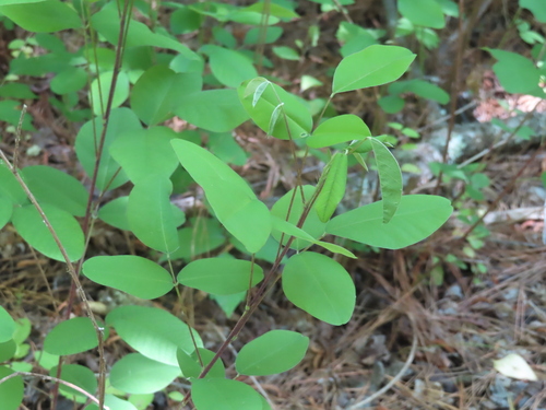 Foto de Lespedeza