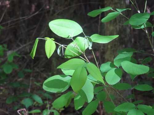 Foto de Lespedeza