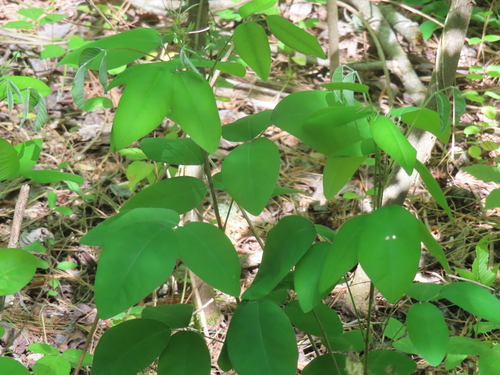 Foto de Lespedeza