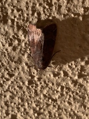 Hampsonodes