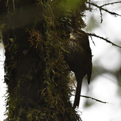 Syndactyla rufosuperciliata