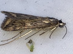 Loxostege cereralis