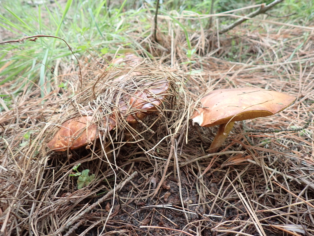 Suillus granulatus · April 2025 · photo: © arnim (iNaturalist, cc-by)