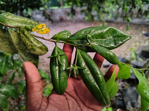 Dunal (Polyalthia korinti)