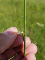Calamagrostis stricta