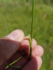 Calamagrostis stricta