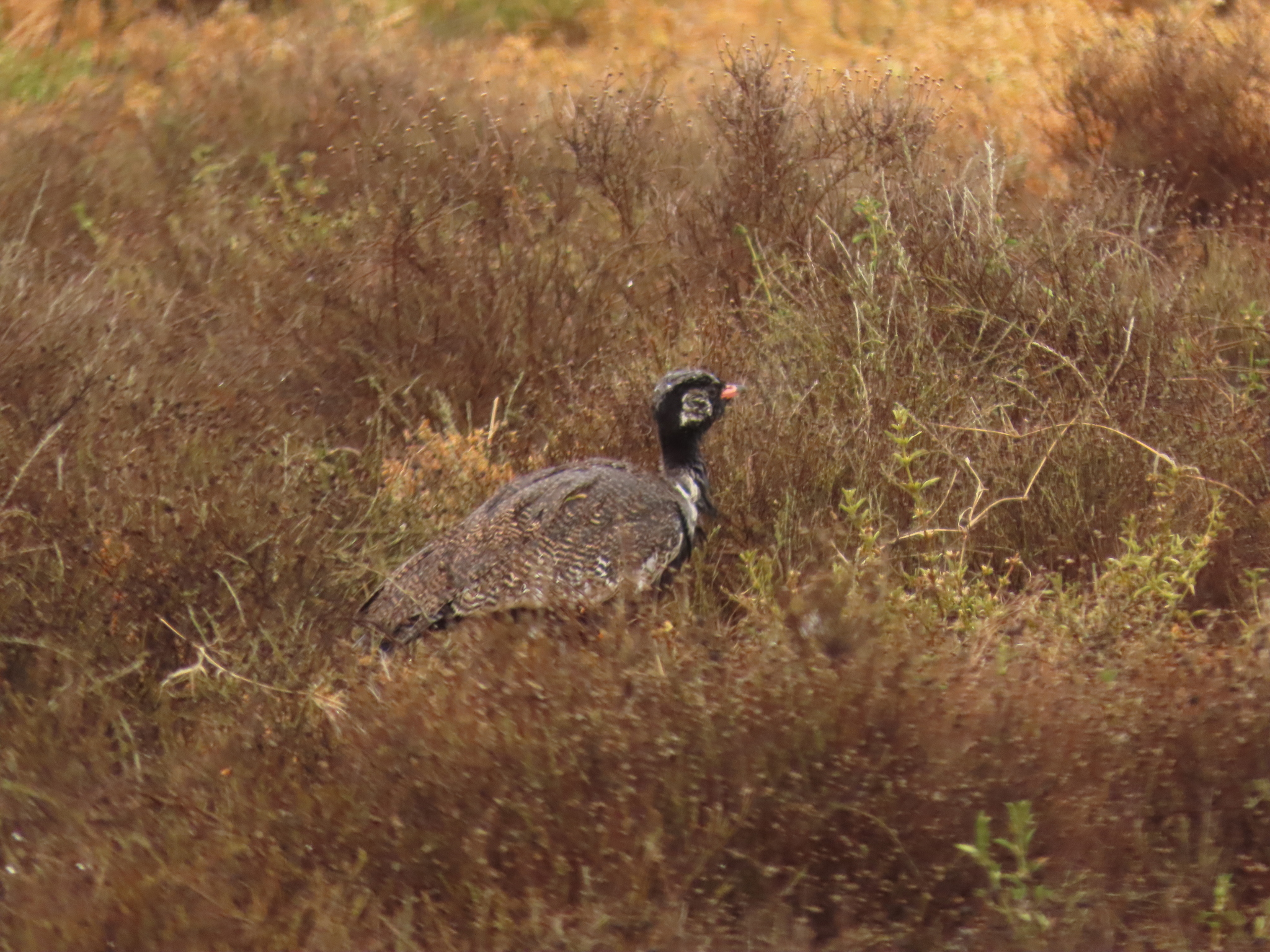 Southern Black Korhaan (Afrotis afra), photo 3