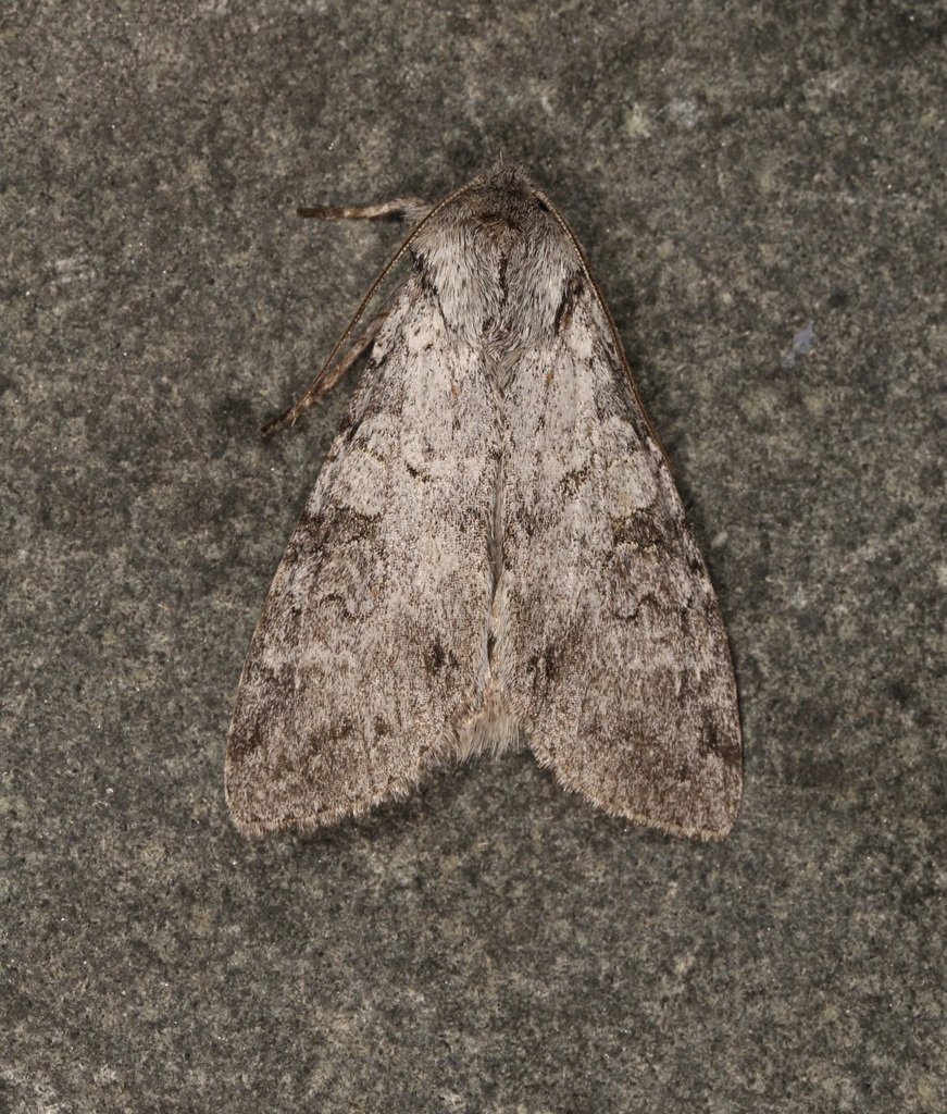 Polia discalis