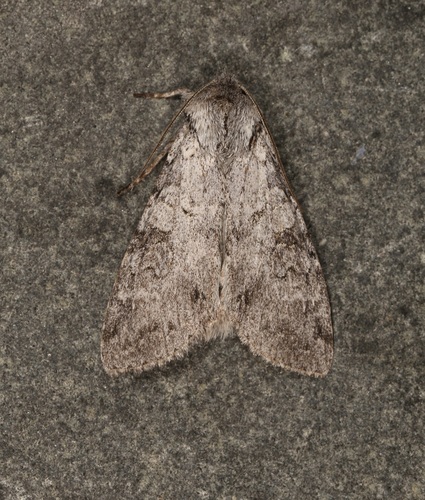 Polia discalis