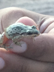 Pseudacris clarkii