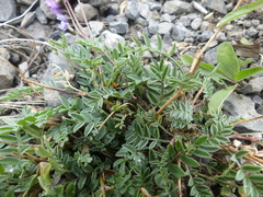 Astragalus bourgovii