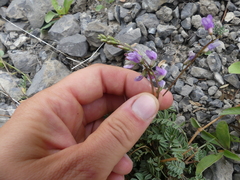Astragalus bourgovii