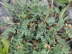 Astragalus bourgovii