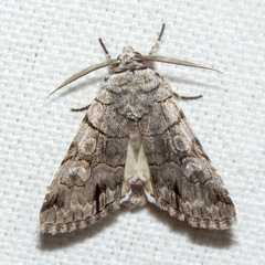 Sympistis chionanthi