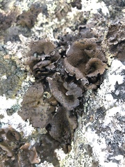 Umbilicaria hyperborea