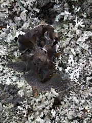 Umbilicaria hyperborea