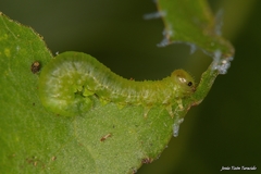 Stauronematus platycerus