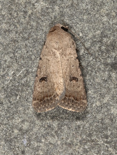 Sand Quaker photo 3
