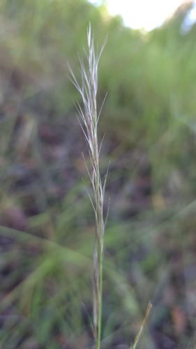 Aristida calycina observed 2025-04-29
