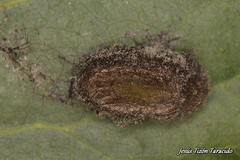 Stauronematus platycerus