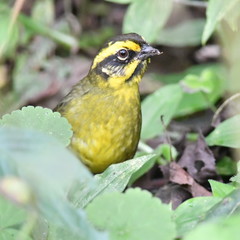 Atlapetes citrinellus