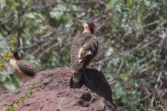 Colaptes rupicola