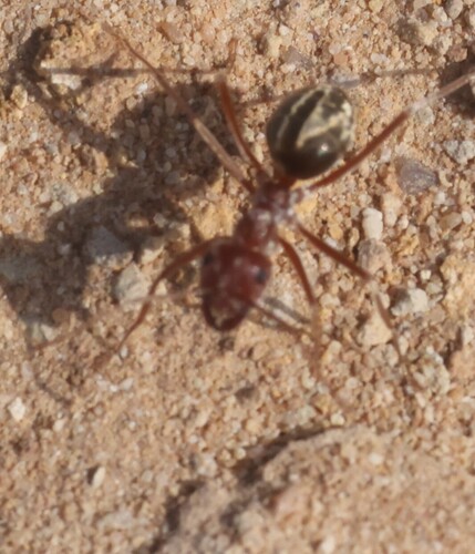 Large Pugnacious Ant