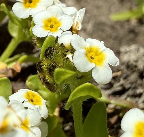 hickman's popcornflower (Plagiobothrys chorisianus)
