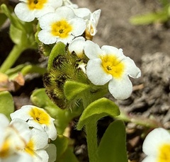 Plagiobothrys chorisianus