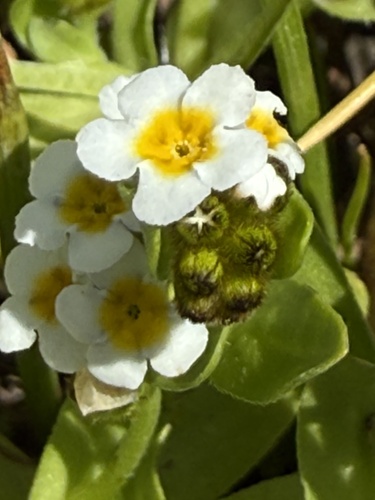 Plagiobothrys chorisianus, photograph 1