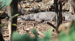 Crocodylus johnstoni