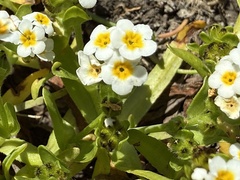 Plagiobothrys chorisianus, photograph author not stated, no rights reserved
