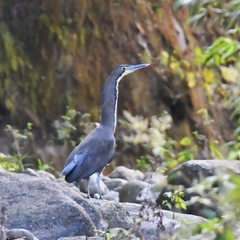 Tigrisoma fasciatum