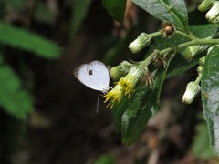 Neopithecops zalmora