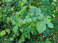 Rhus aromatica serotina