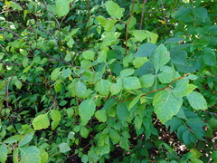 Rhus aromatica serotina