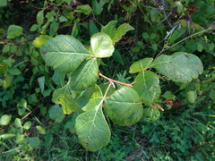 Rhus aromatica serotina
