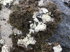 Pseudephebe minuscula