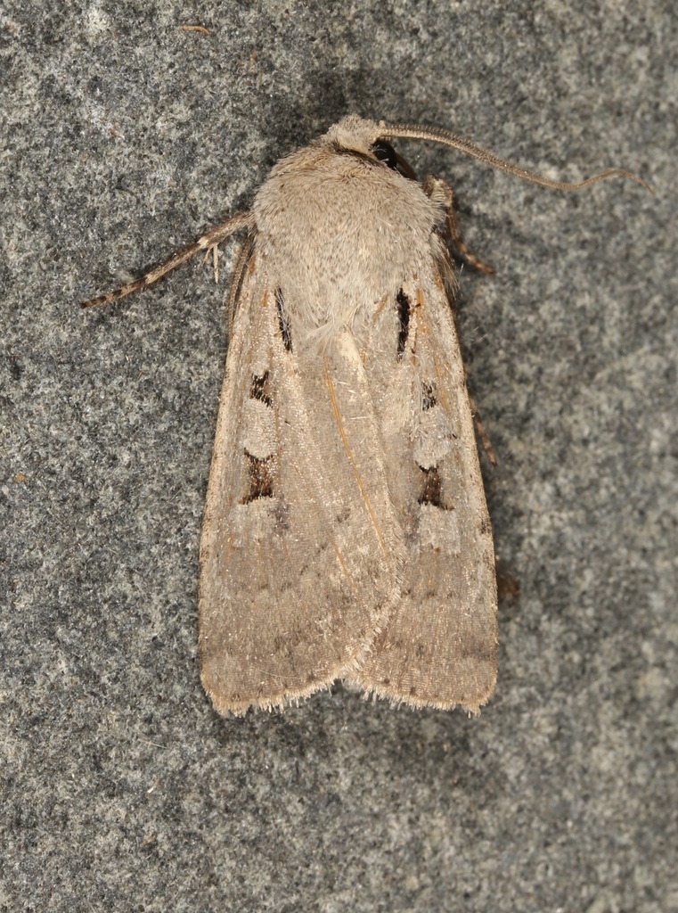 Euxoa tristicula