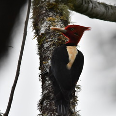 Campephilus leucopogon