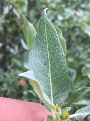 Salix wolfii