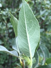 Salix wolfii