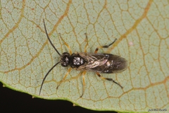 Stauronematus platycerus