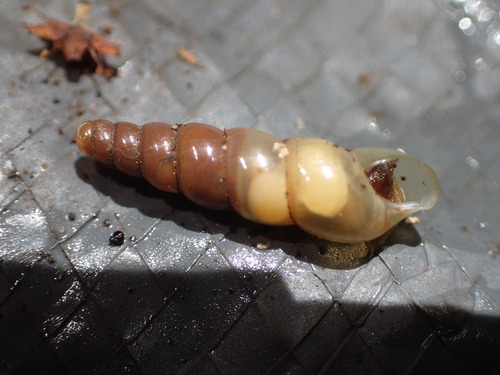 Miniature Awlsnail