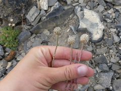 Anemone multifida multifida