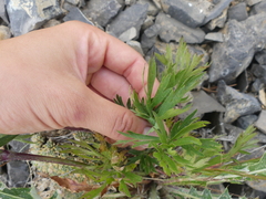 Anemone multifida multifida