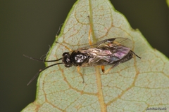 Stauronematus platycerus