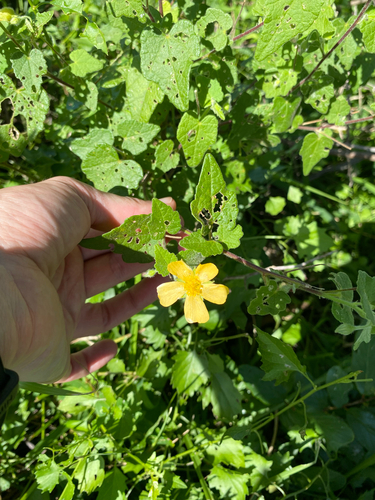 Red Veined Abutilon (Abutilon grantii)